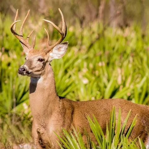 thumbnail for publication: Wildlife of Florida Factsheet: White-Tailed Deer